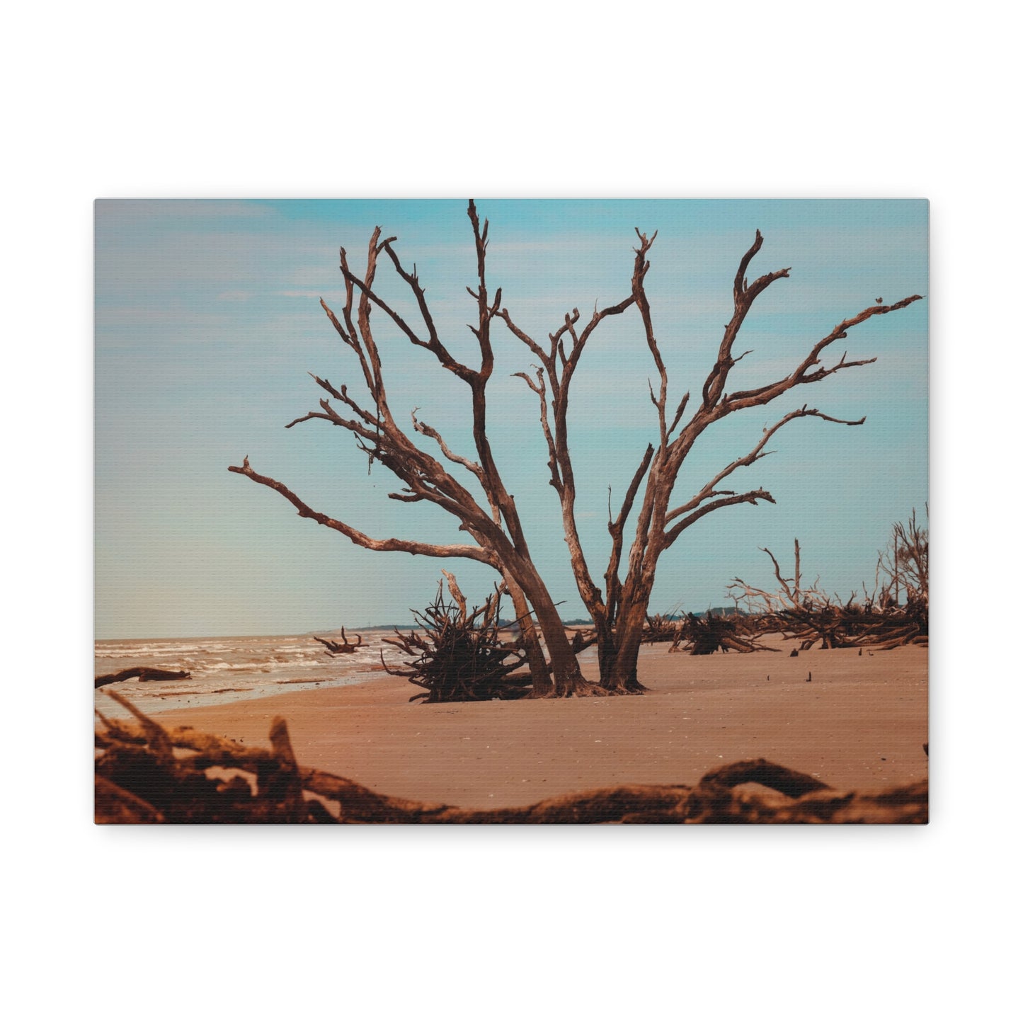 Botany Bay Matte Canvas