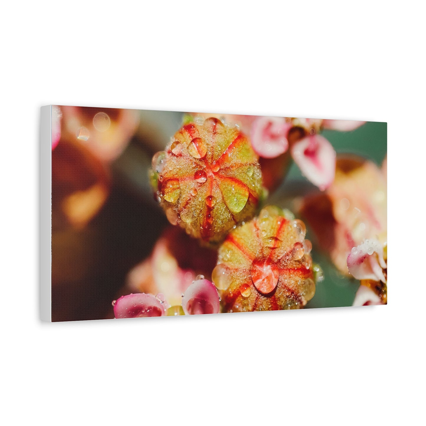 Macro Milkweed Matte Canvas Print