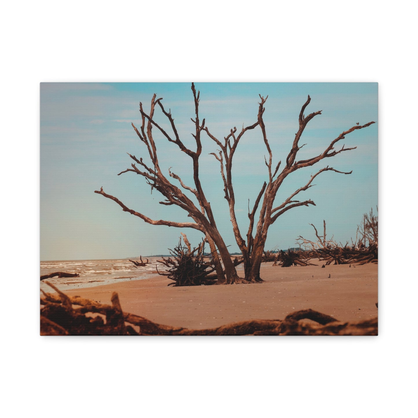 Botany Bay Matte Canvas