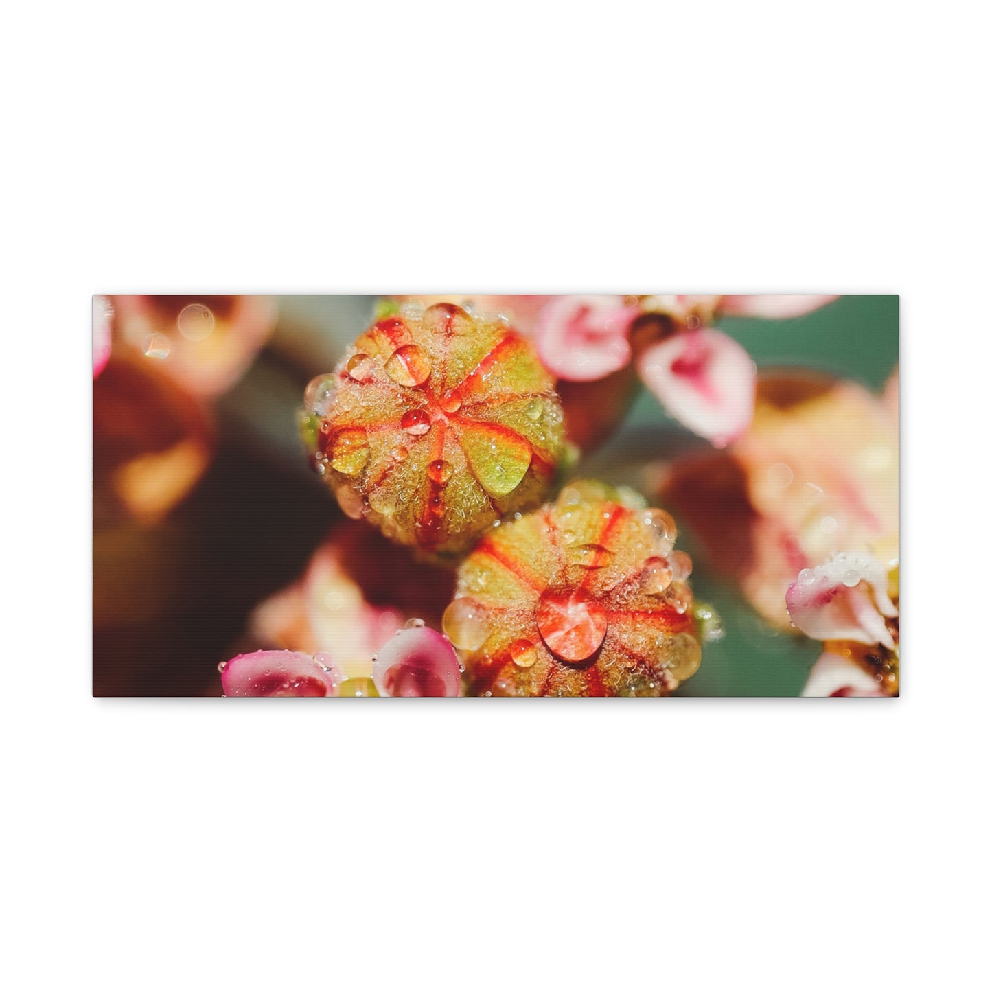 Macro Milkweed Matte Canvas Print