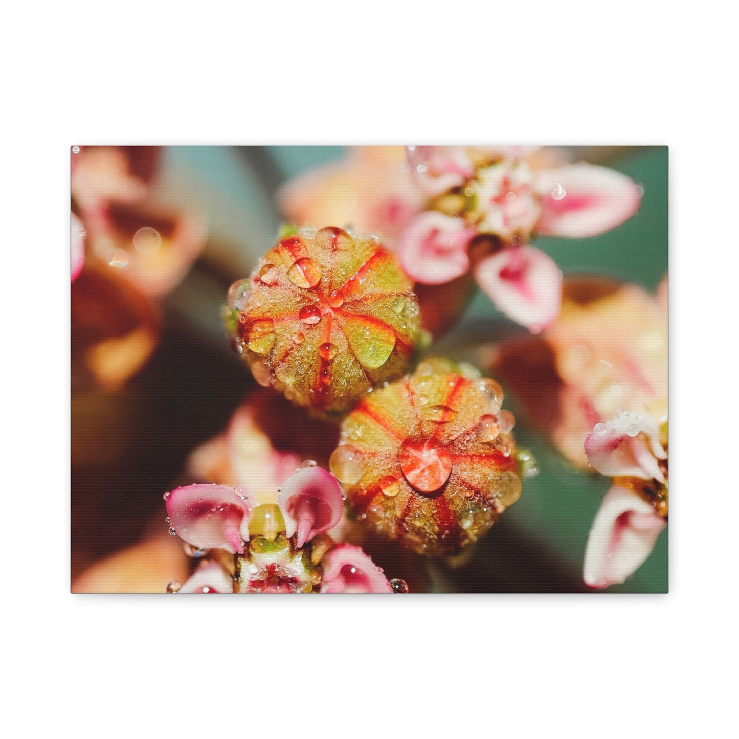 Macro Milkweed Matte Canvas Print