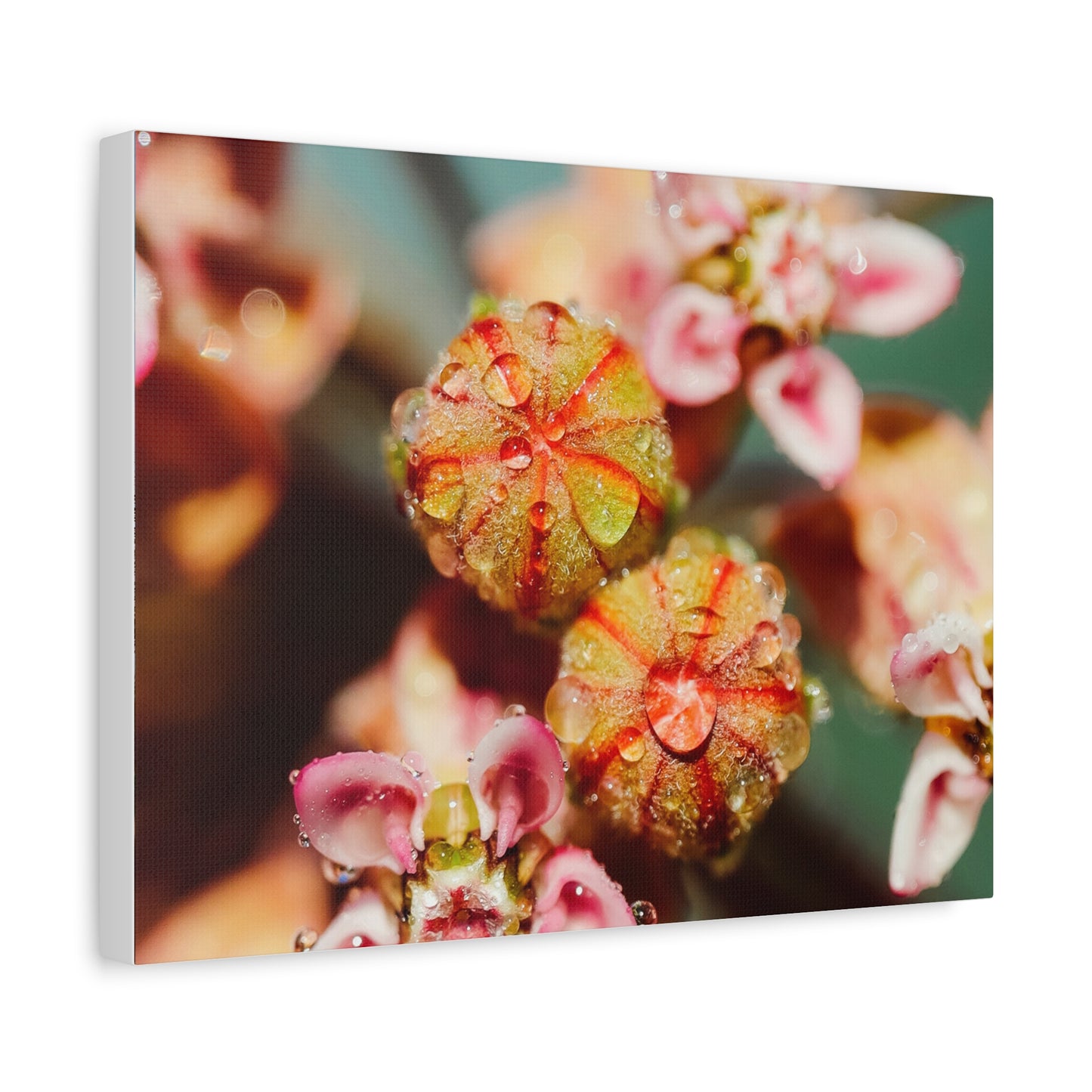 Macro Milkweed Matte Canvas Print