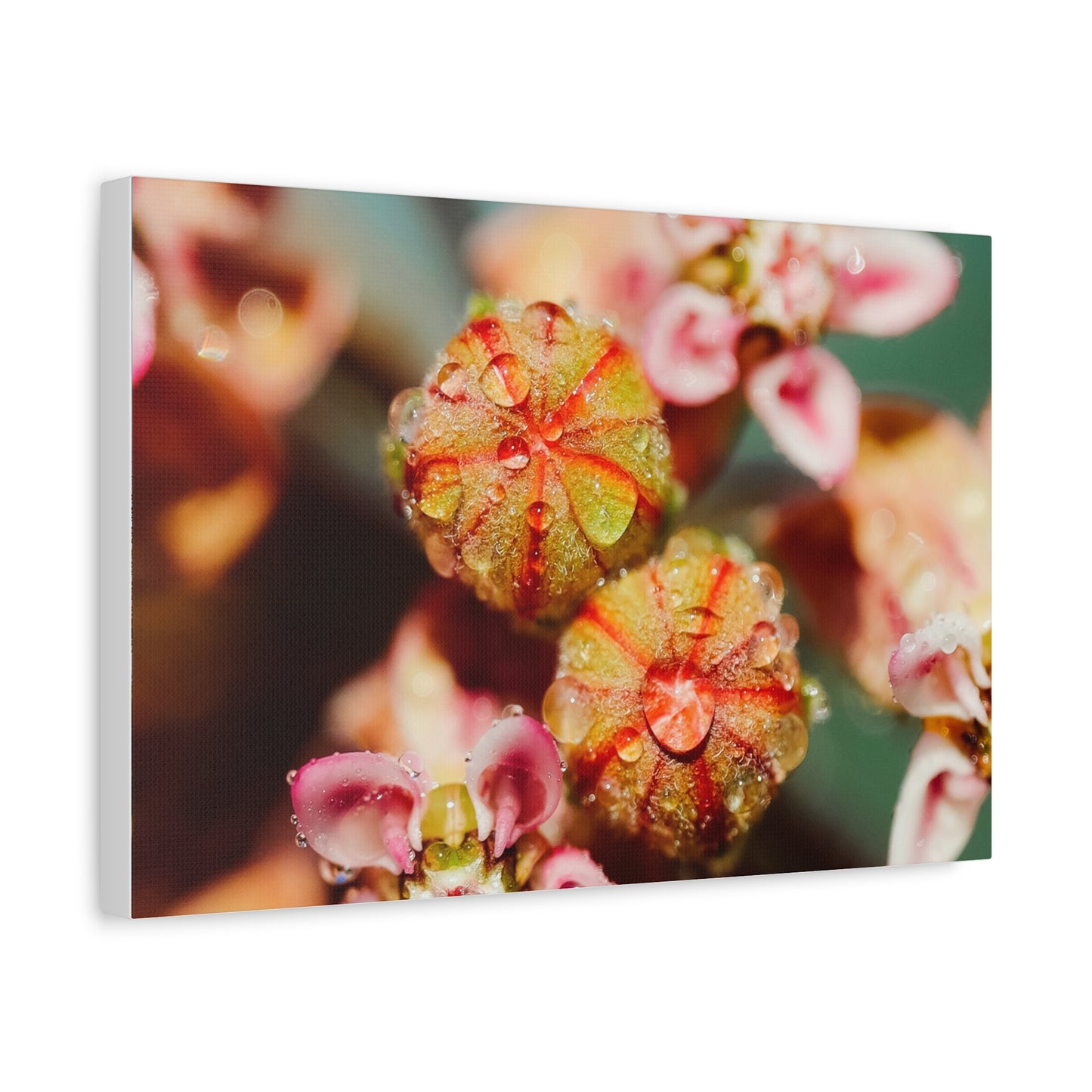 Macro Milkweed Matte Canvas Print