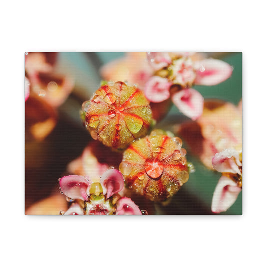 Macro Milkweed Matte Canvas Print