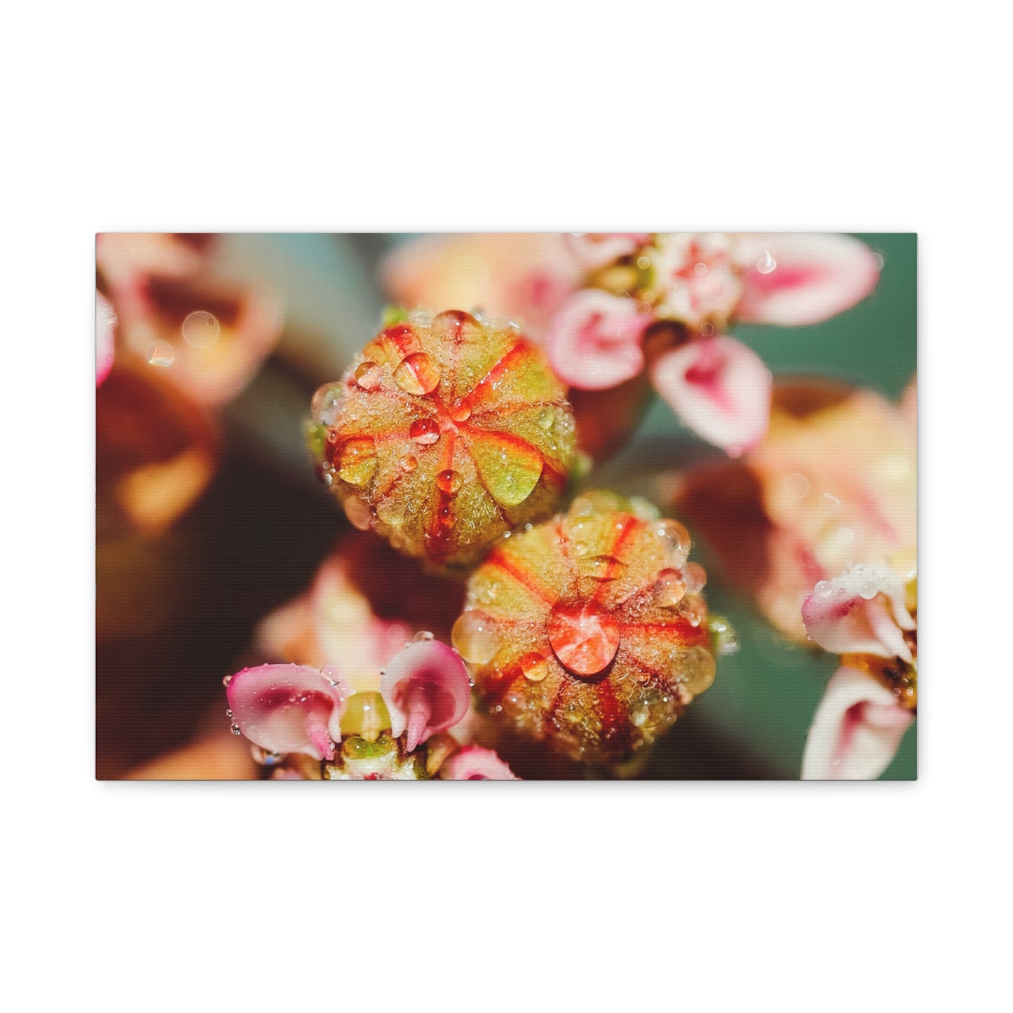 Macro Milkweed Matte Canvas Print