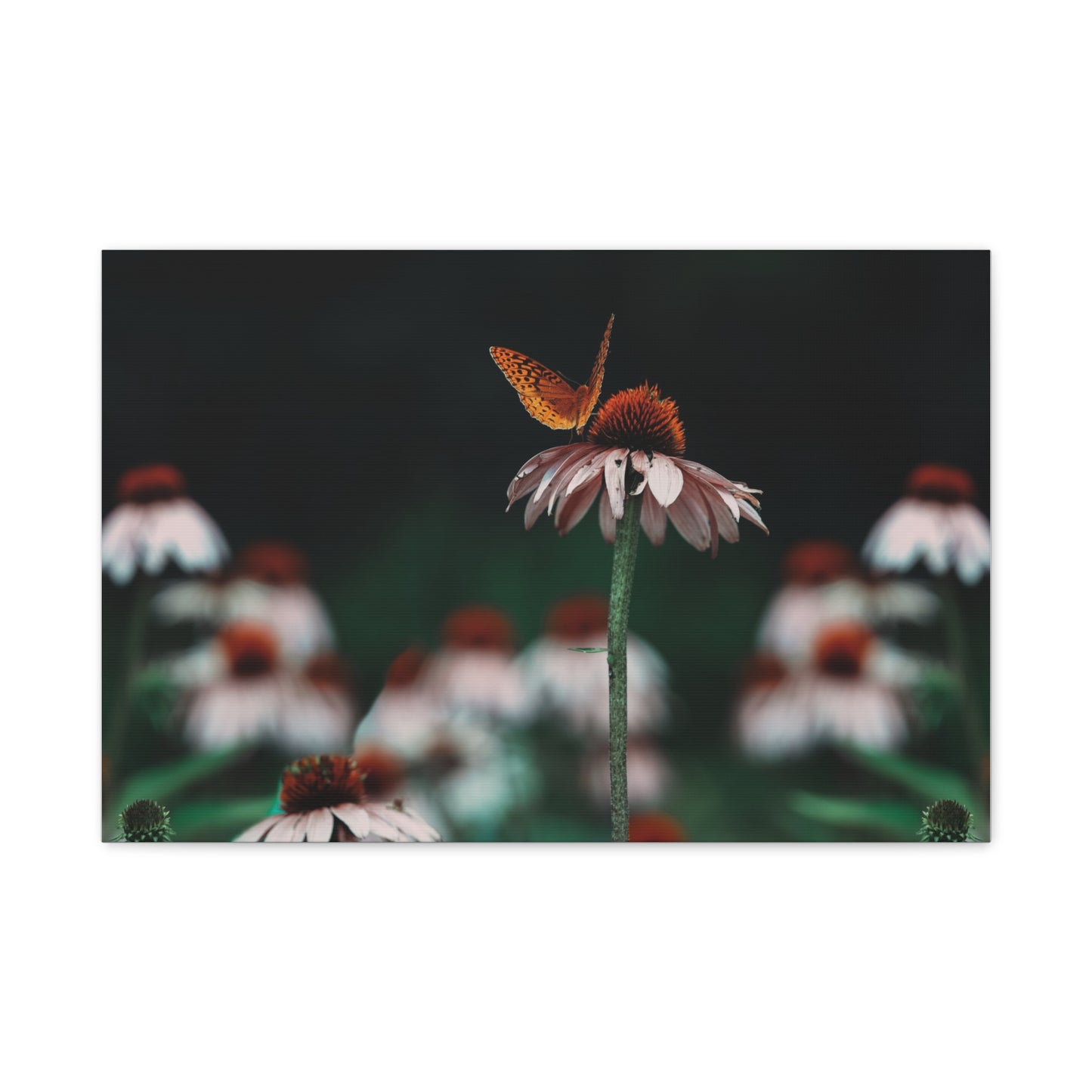 Butterfly Matte Canvas Print